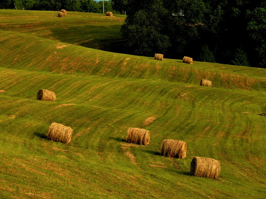 Fields of Lily,Ky by Quantummist