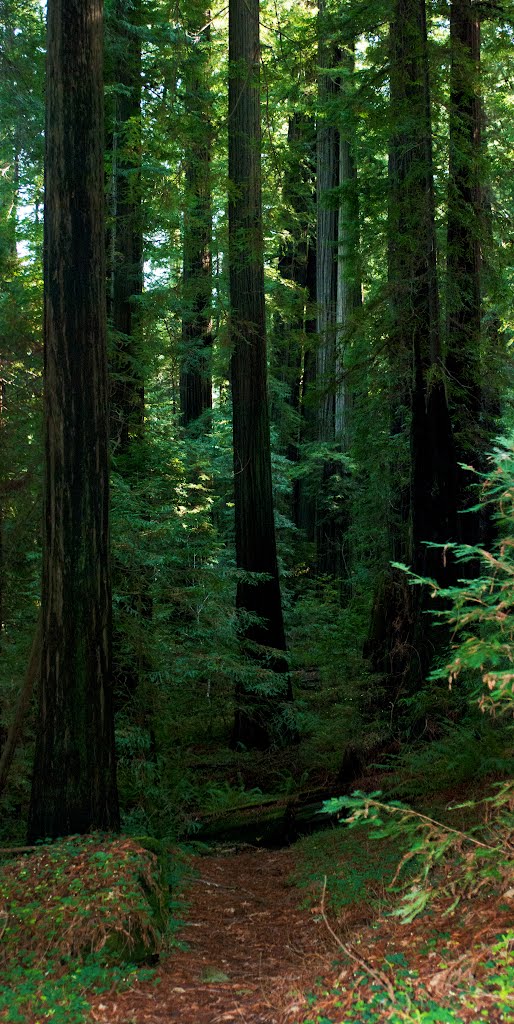 Avenue of the Giants Redwood Forest DSC_4856 by Larry Butcher