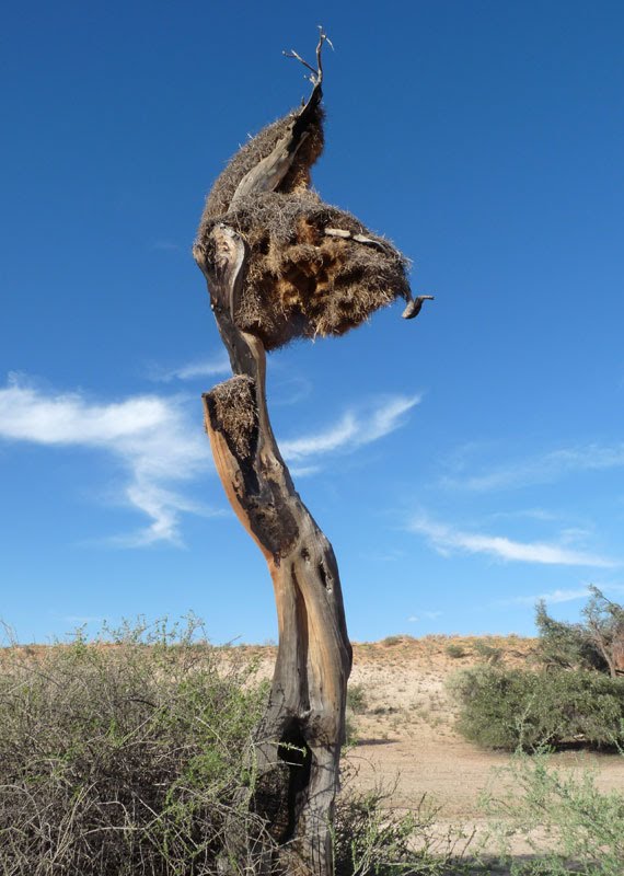 Sociable Weaver nest, Kgalagadi by Tudor Owen