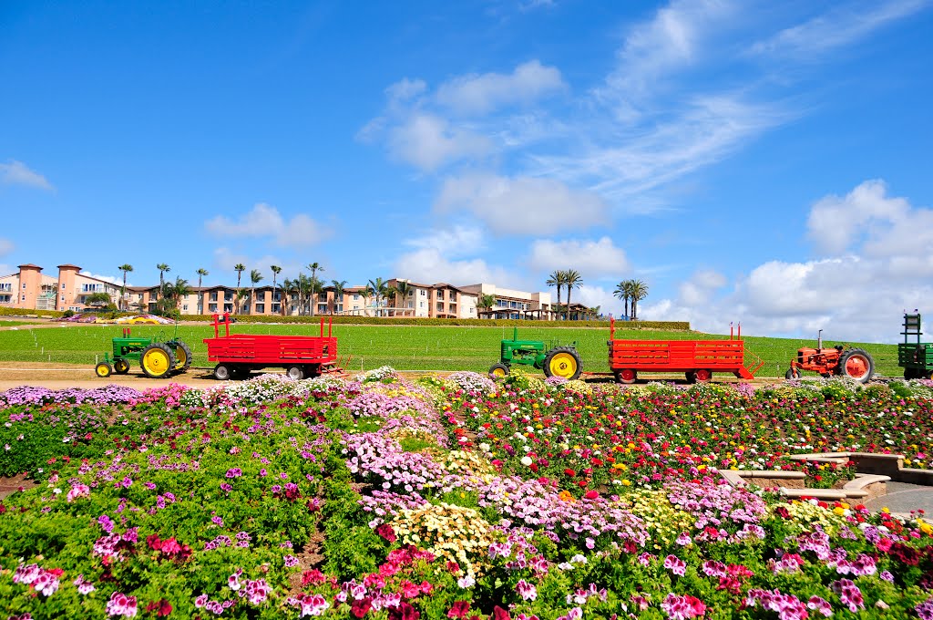 carlsbad oceanside ca by cindyju