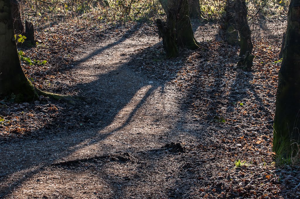 Morning shadows in winter by JCorner