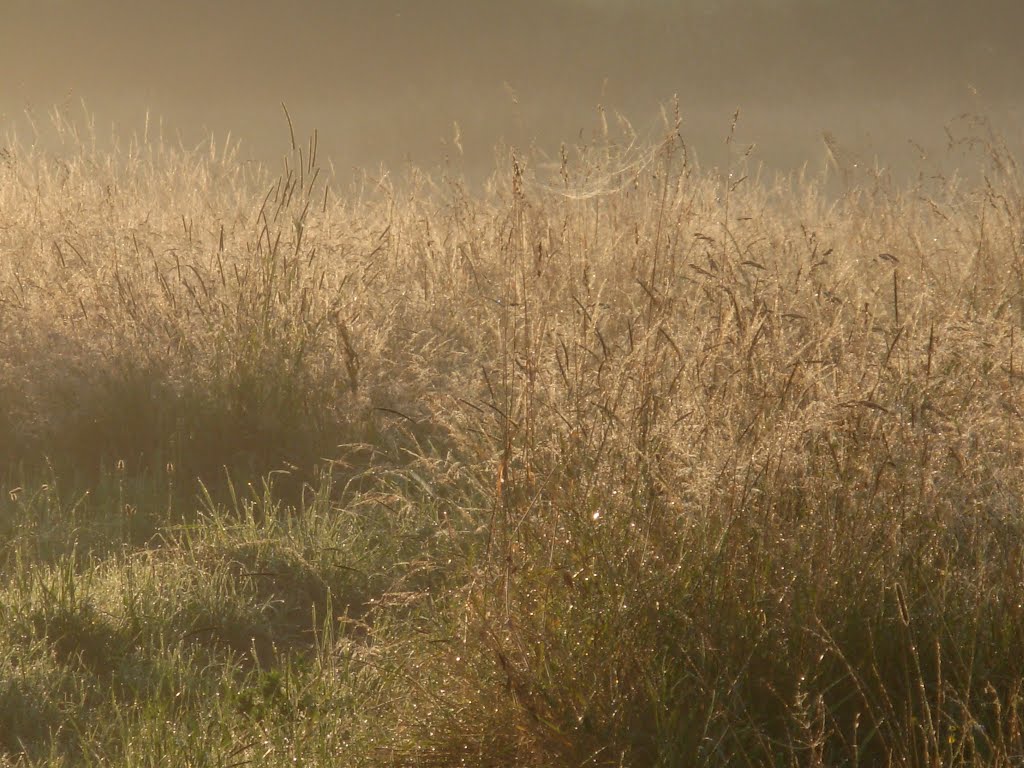 Rugiada al mattino.... by Angelo Pietro Vergani