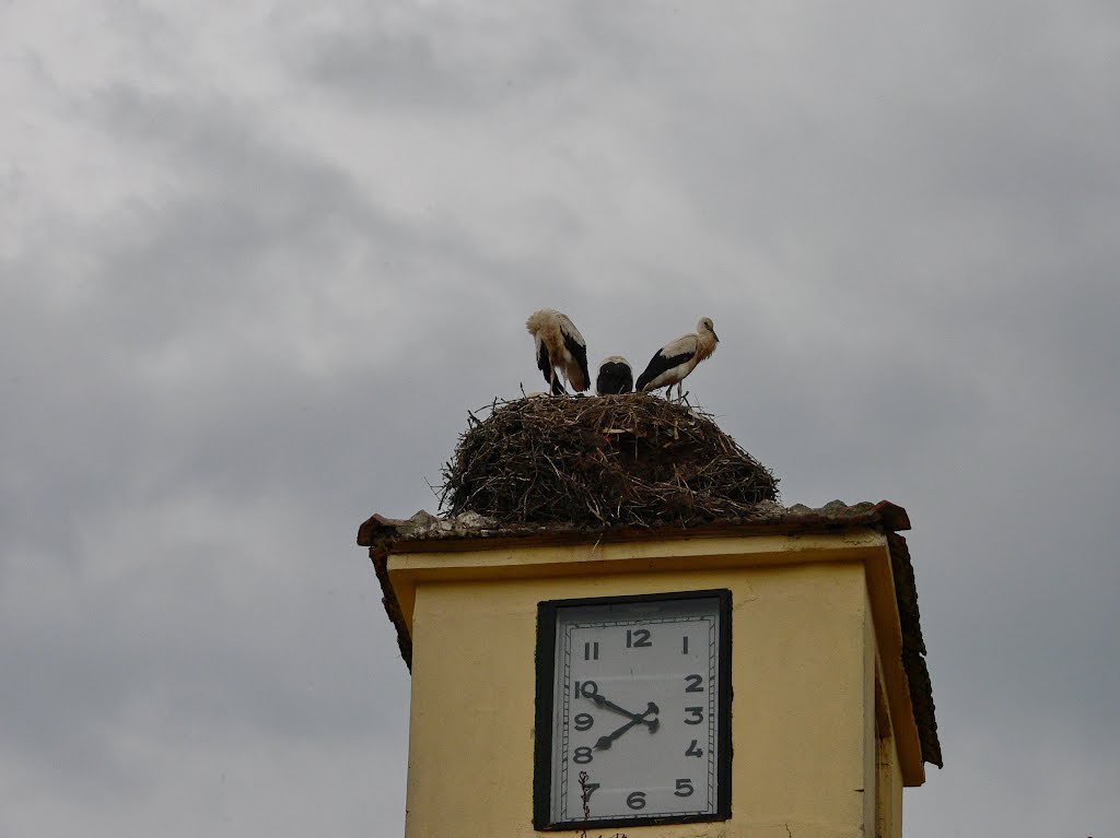 Nest of storks in Vrachesh by nenko70