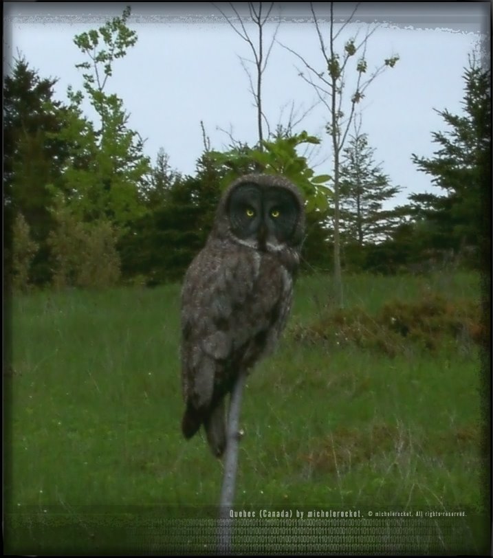 Grey Owl (#1) :::: #2006(05)-2006-125 by michelerocket