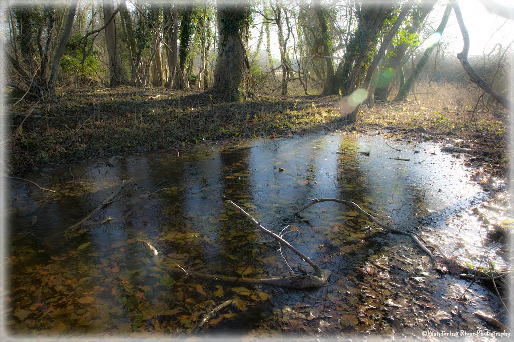 Winter Sun on Still Waters by Steve Stoddart