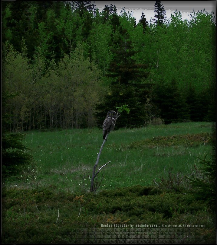 Grey owl #2 :::: #2006(05)-2006-122 by michelerocket