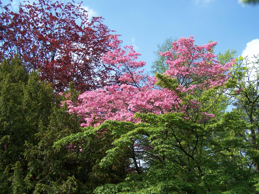 Arbre en fleur - feuille en couleur by martinon