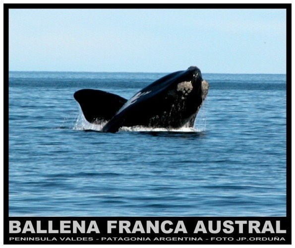 Ballena Franca Austral, Puerto Pirámides, Peninsula Valdés, Argentina. by jporduna