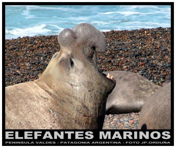 Elefantes Marinos, Punta Cantor, Peninsula Valdés, Argentina. by jporduna