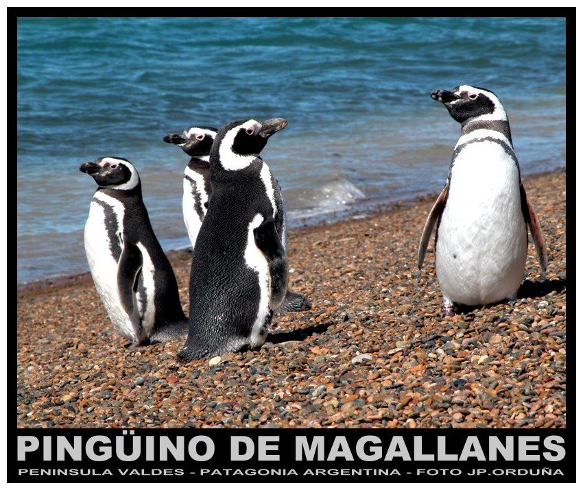 Pinguinos de Magallanes, Punta Cantor, Peninsula Valdés, Argentina. by jporduna