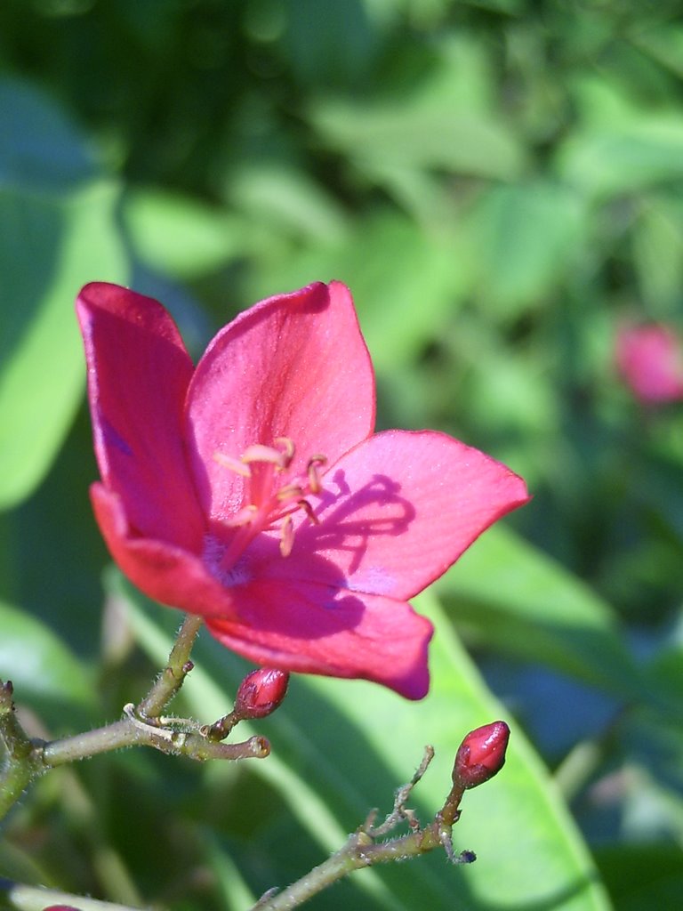 pink rose by Samer Amer Abbas