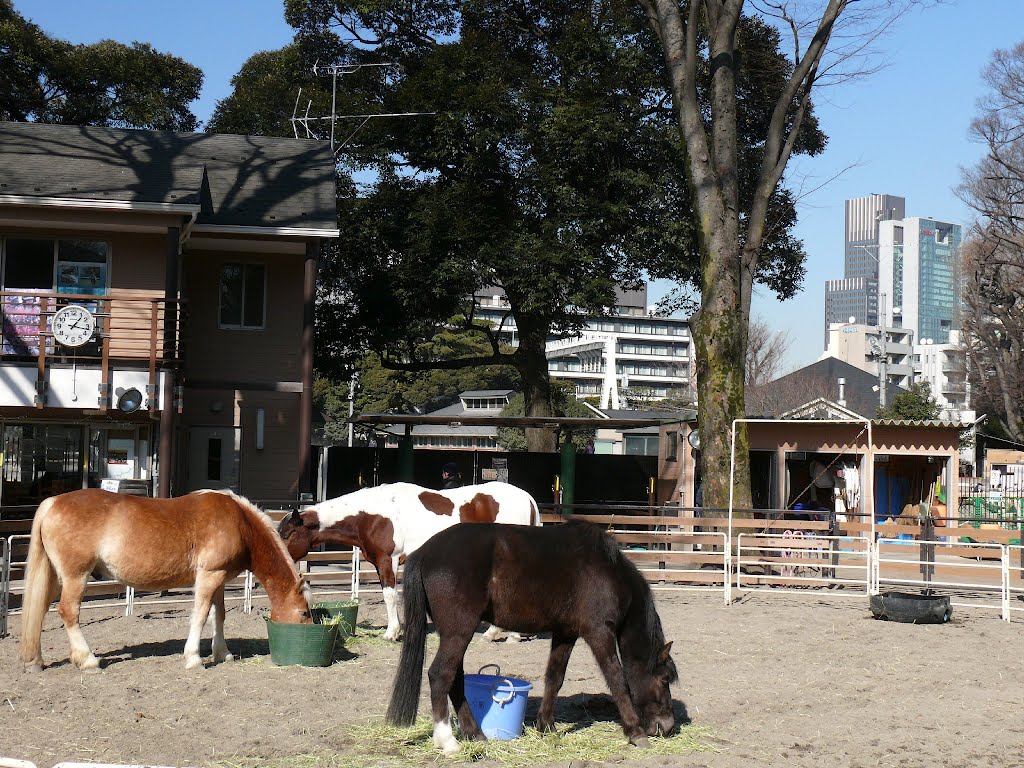 代々木ポニー公園 by mthr110