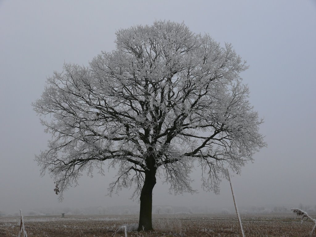 Winterbaum by Robert (elch)