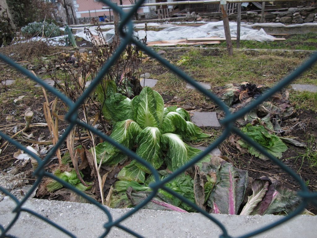 Natura morta a Castelfondo by bubola