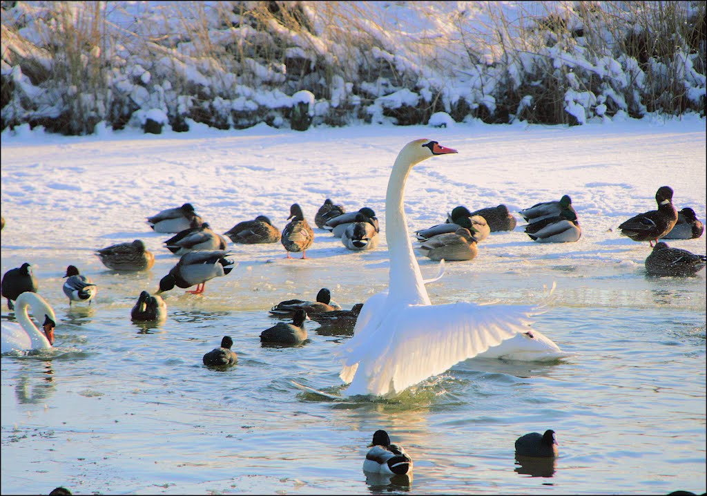 Zwaan en wilde eenden by T.Haveman 2