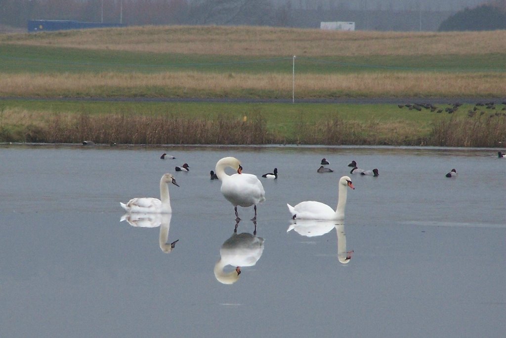 Swan lake by brian lloyd