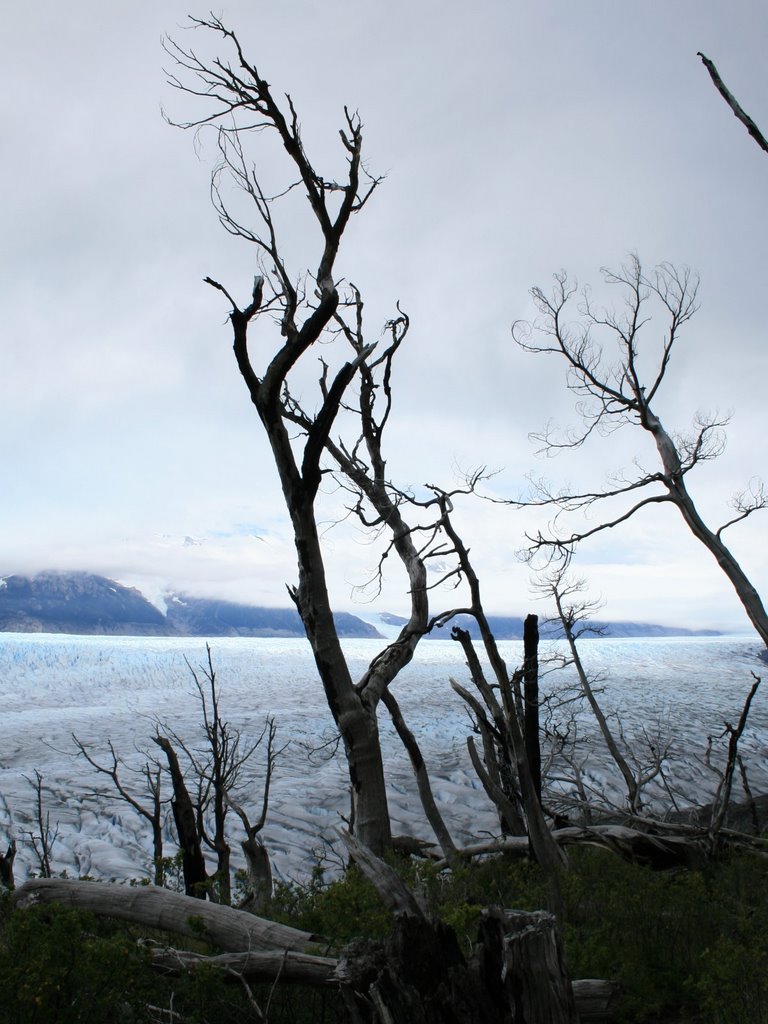 Glaciar Grey, Parque Nacional Torres del Paine, Chile. by jporduna