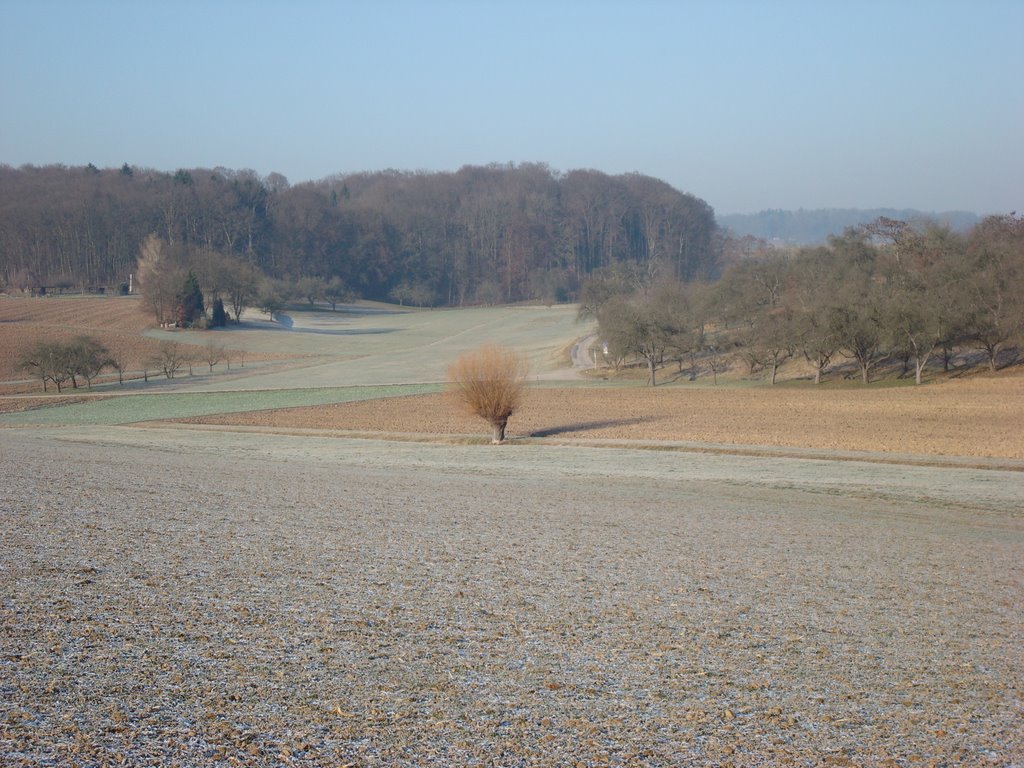 Lonesome tree near Bittenfeld by Martin L.