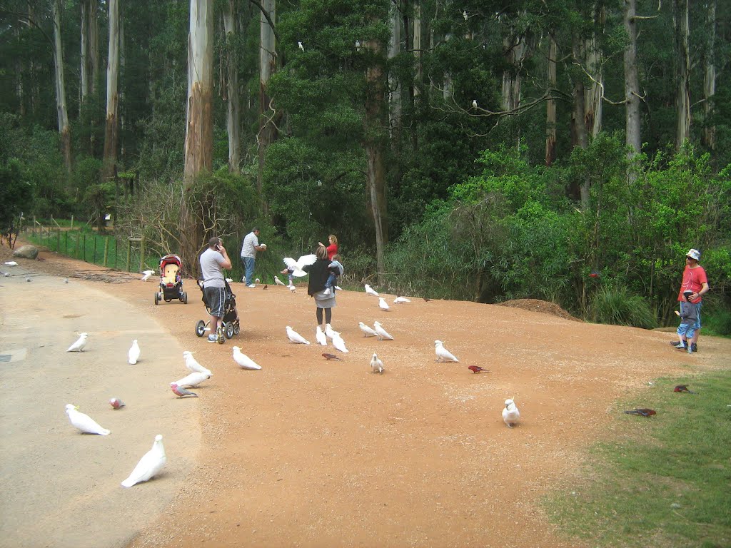 Cockatoos at Grant's Picnic Ground near Kalista, Vic by Jason Boyd