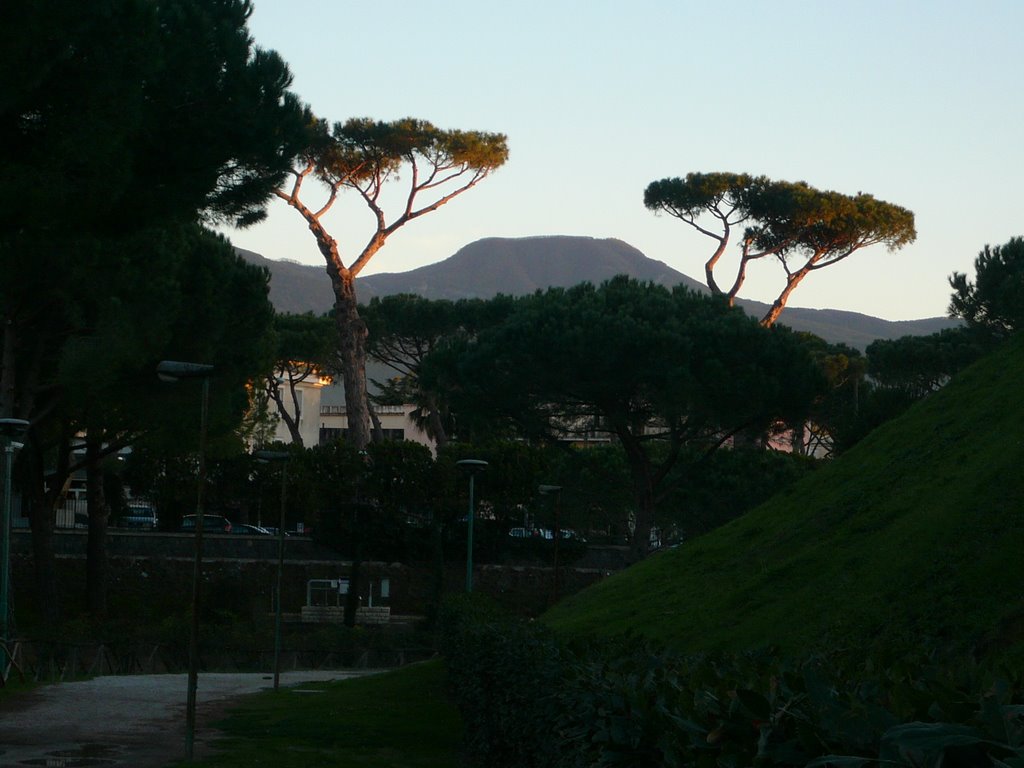 Interesting trees just beside the ruins of the ancient city by shane_wallace