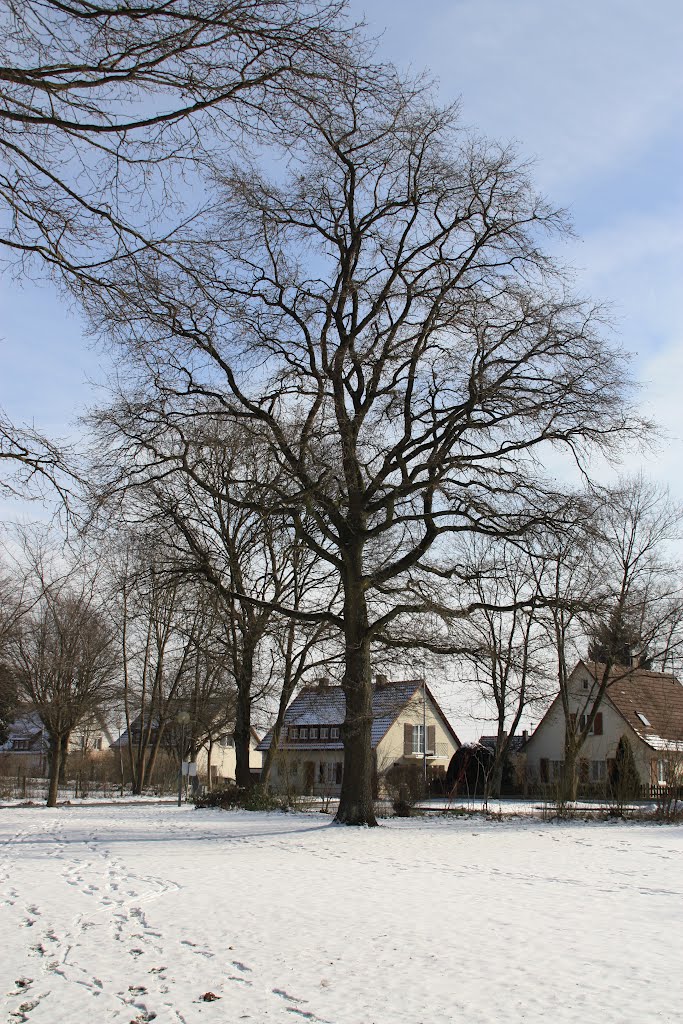 Alter Baum Kurpark - Blick zur Löwenstraße by Hardy Berchmann