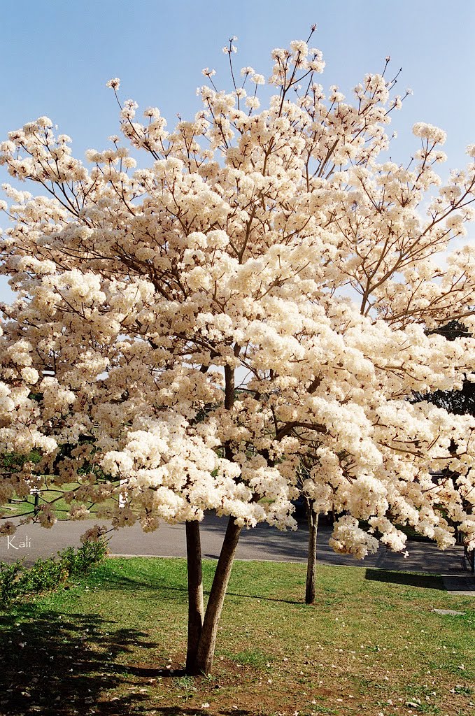 Ipê Branco, Jardim Botânico by Kali Cons