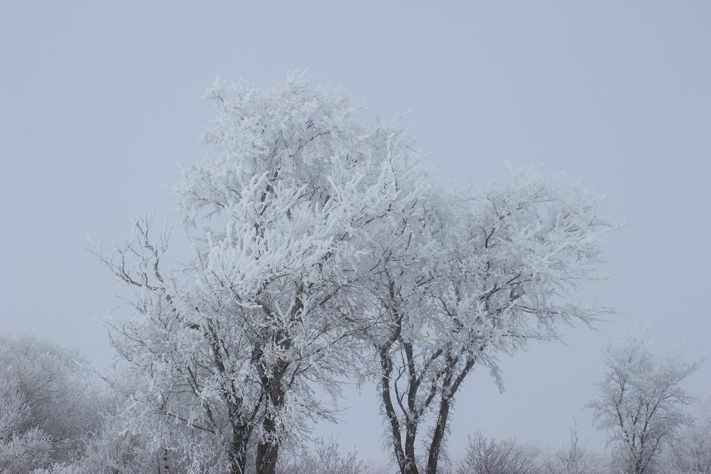 Hoarfrost by james22