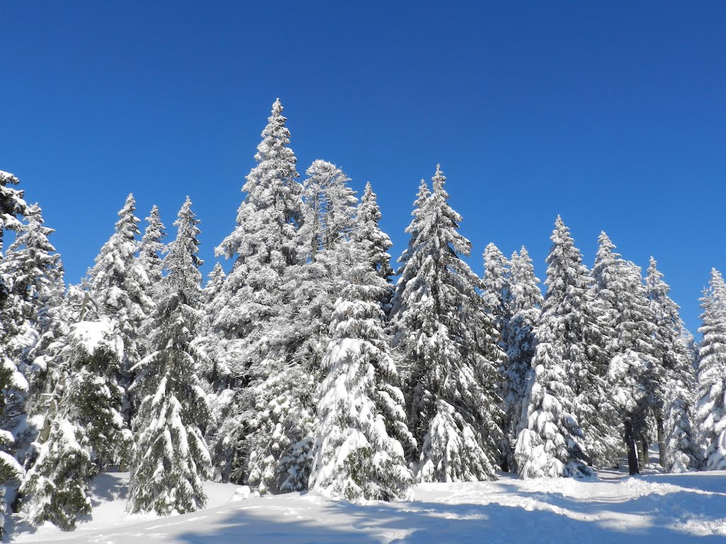 Brockenabstieg durch herrliche Winterpracht by K. Fischer