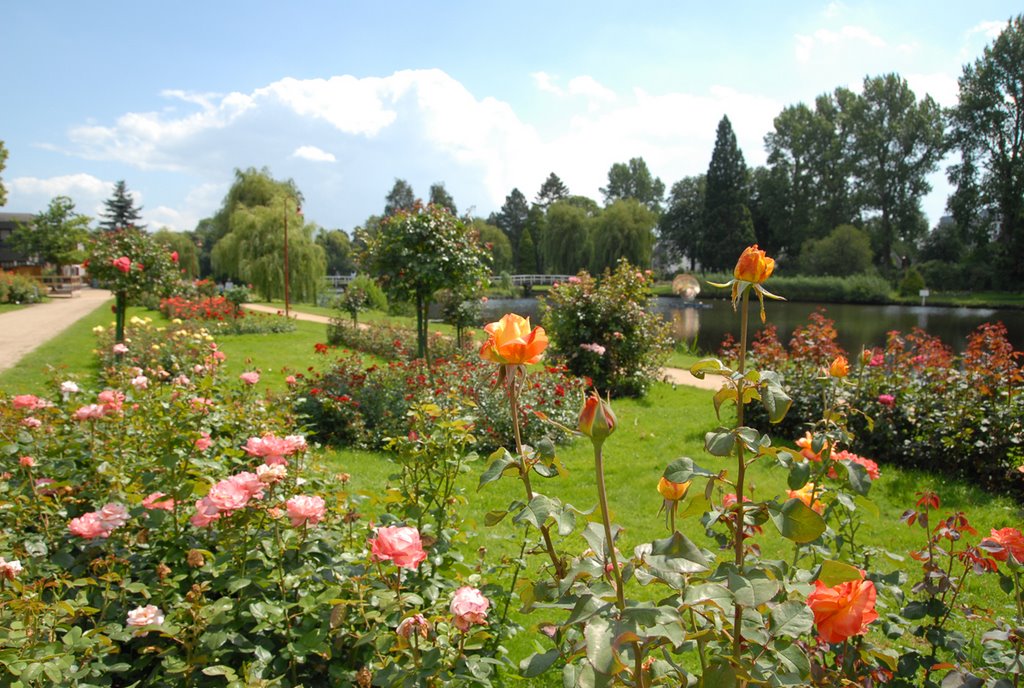 Rosen im Rosarium Uetersen by Juliane Herrmann