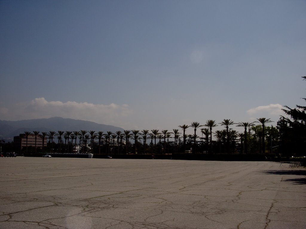 Palm Trees at Santa Anita Park-Arcadia,CA,USA by benitolaxa