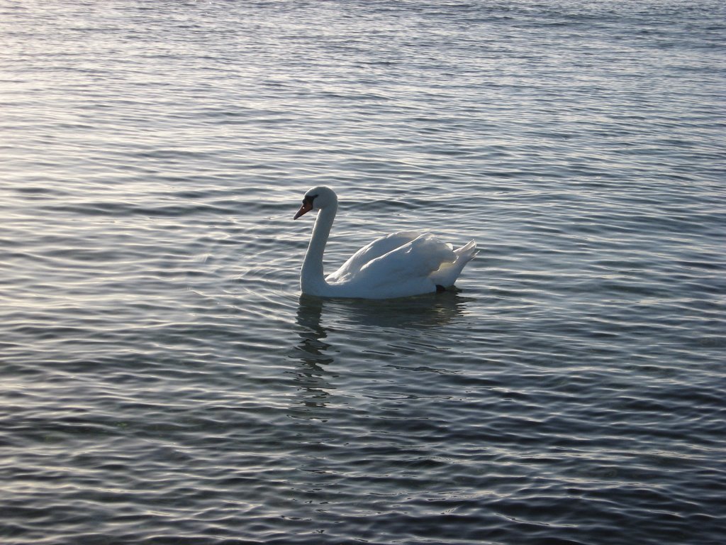 A Beautiful Swan at Sønderborg Harbour. by Roshan christy