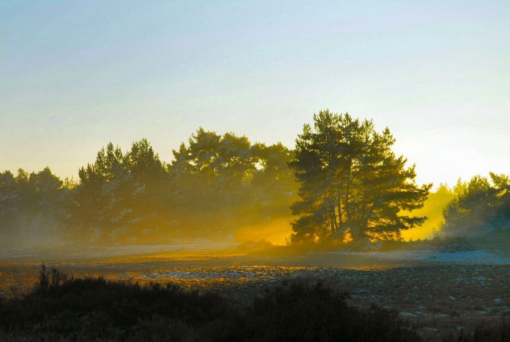 Ede, Nationaal Park De Hoge Veluwe by Marten Idema