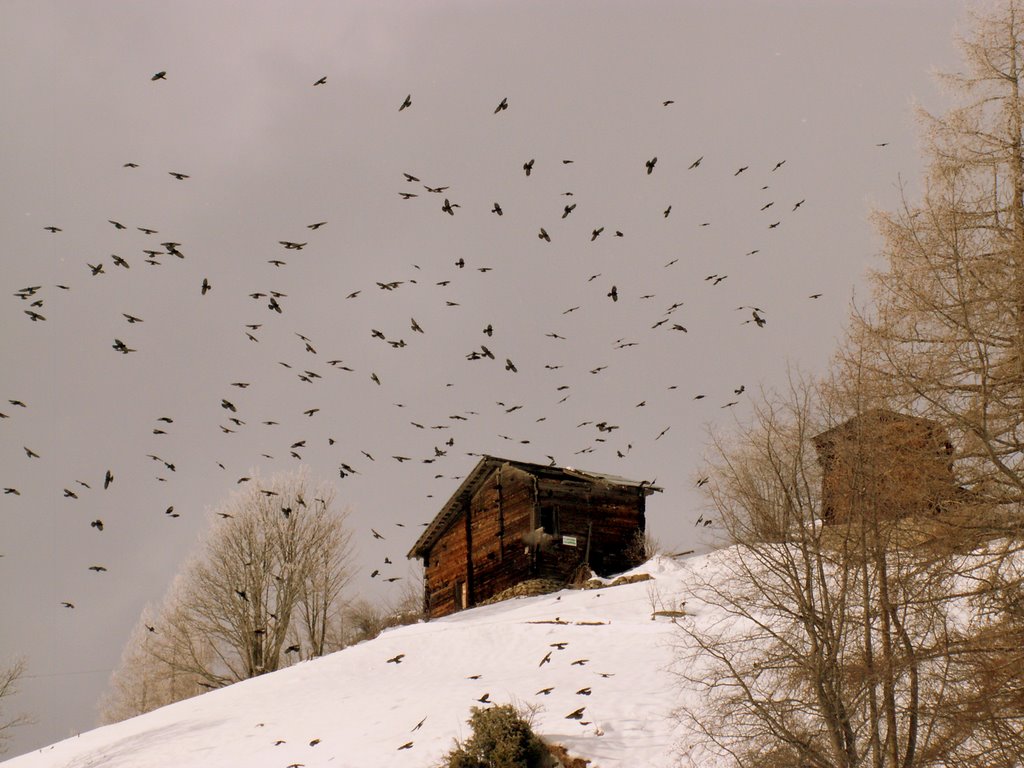 "Die Vögel" Bergdohlen im Anflug by Norbert Burgener