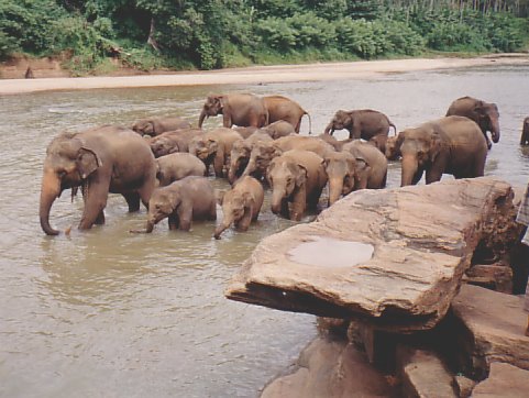 Maha Oya river, Pinawella Elephant Orphanage by Jos_S