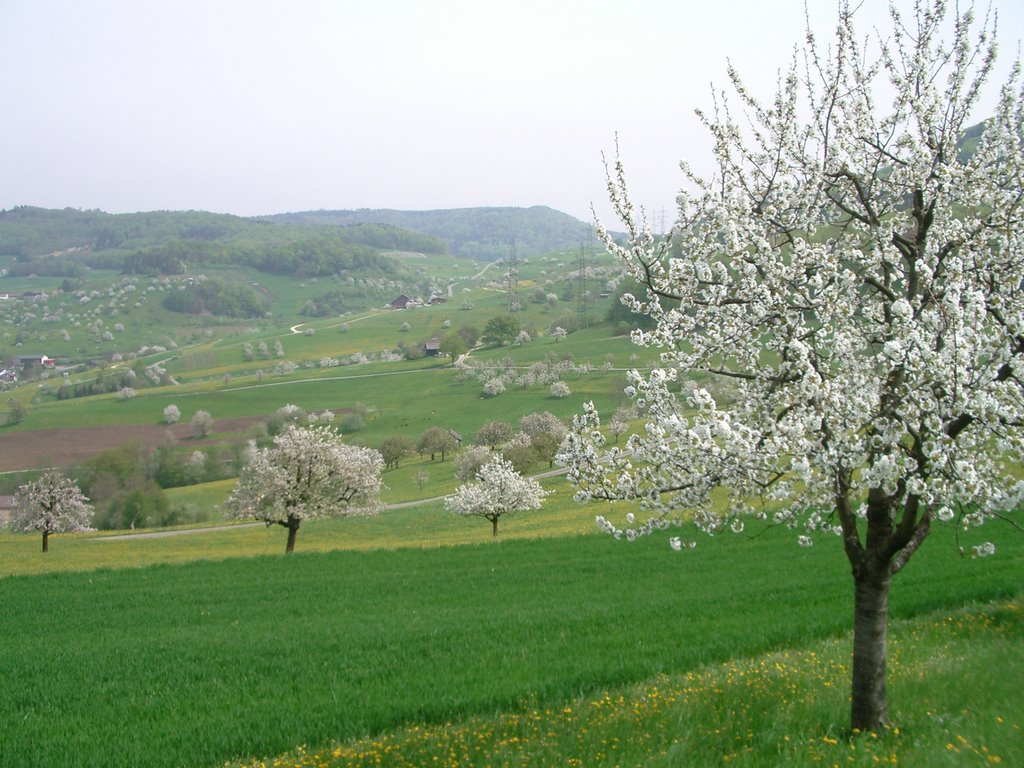 Arisdorf Kirschblüte by HappyMac