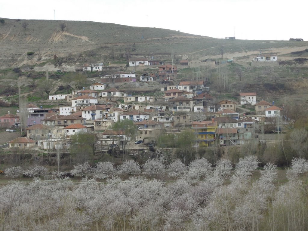 Nisanda kaysı çiçek ve heryer bembeyez by veliaht kılıçaslan