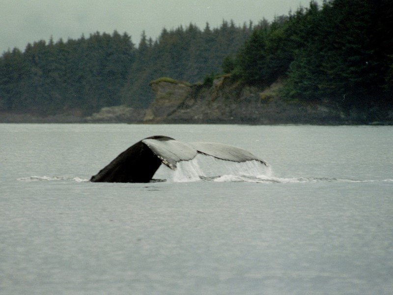 Humpback Whale, Lynn Canal, Alaska, USA. 1996 by jporduna