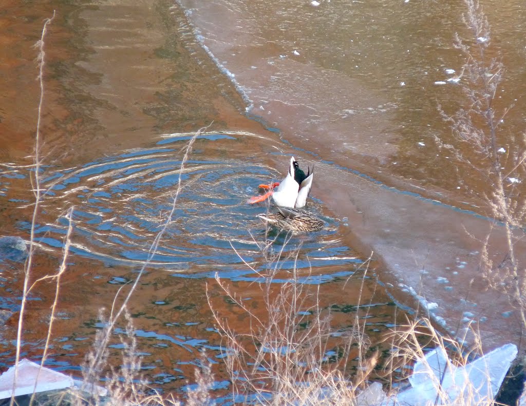 Köpfchen in das Wasser.... by mimi.handorf