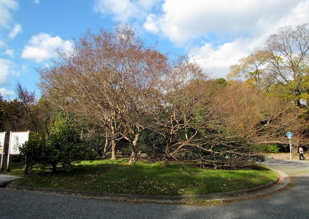 京都 御苑 Royal Garden,Kyoto,Japan by Percy Tai  漆園童