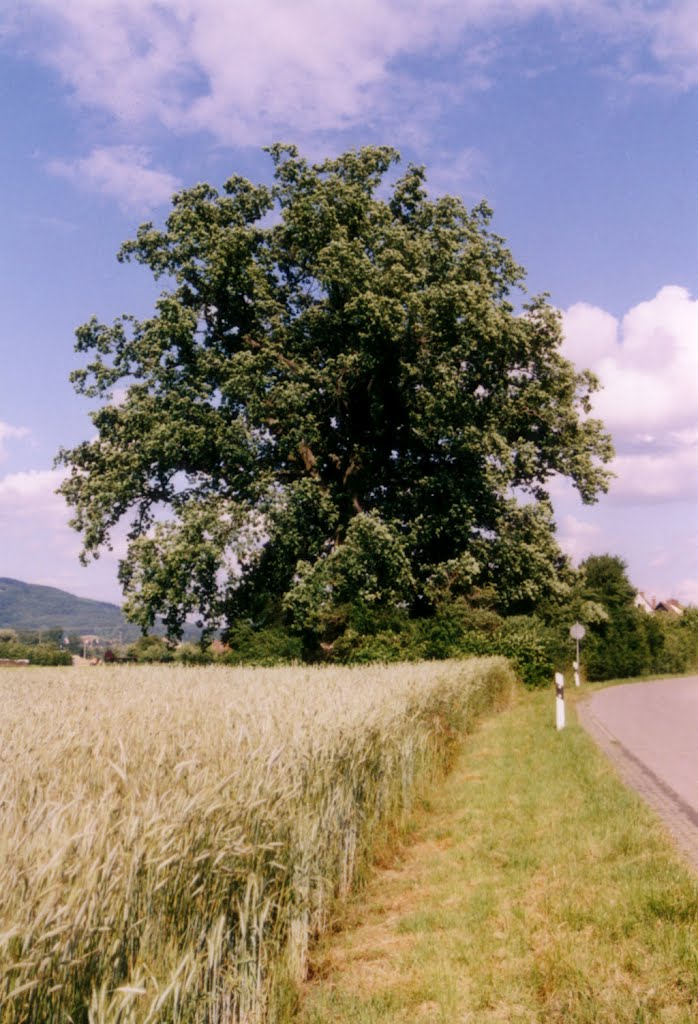 Ottensoos - Eiche am westlichen Ortseingang - Juli by scho