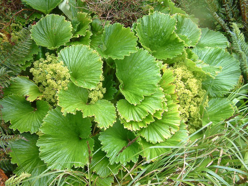 Campbell Island, megaherb Stilbocarpa polaris (Macquarie Island Cabbage) by Graham Martin