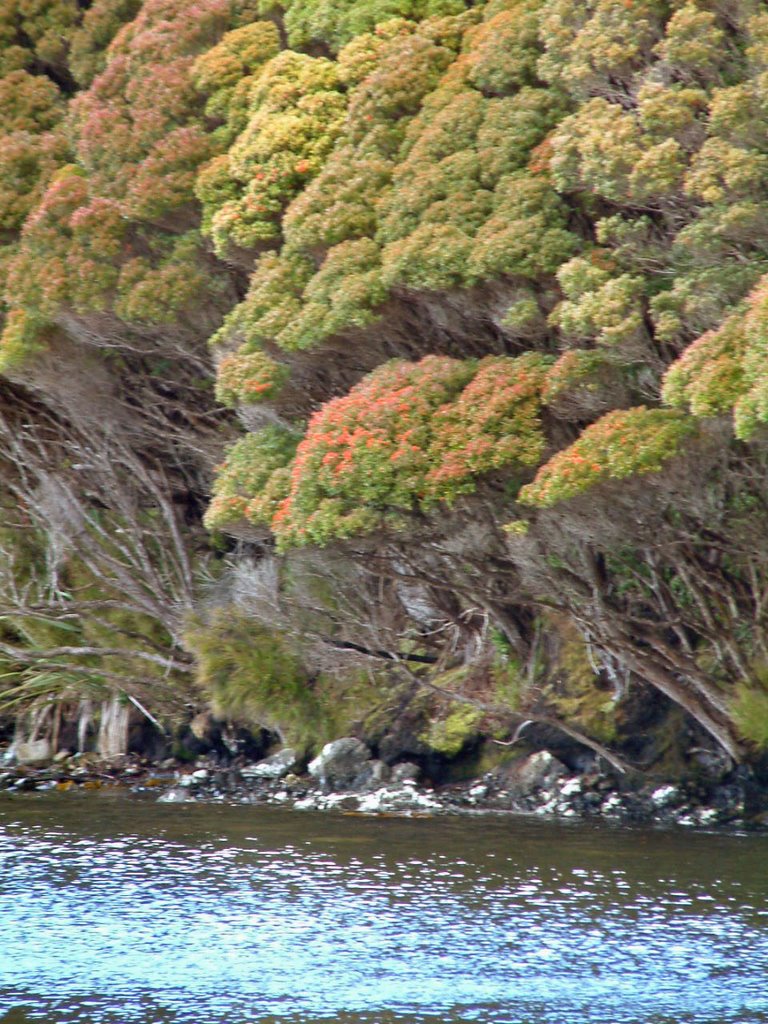 Auckland Island, Erebus Cove, Rata Forest by Graham Martin