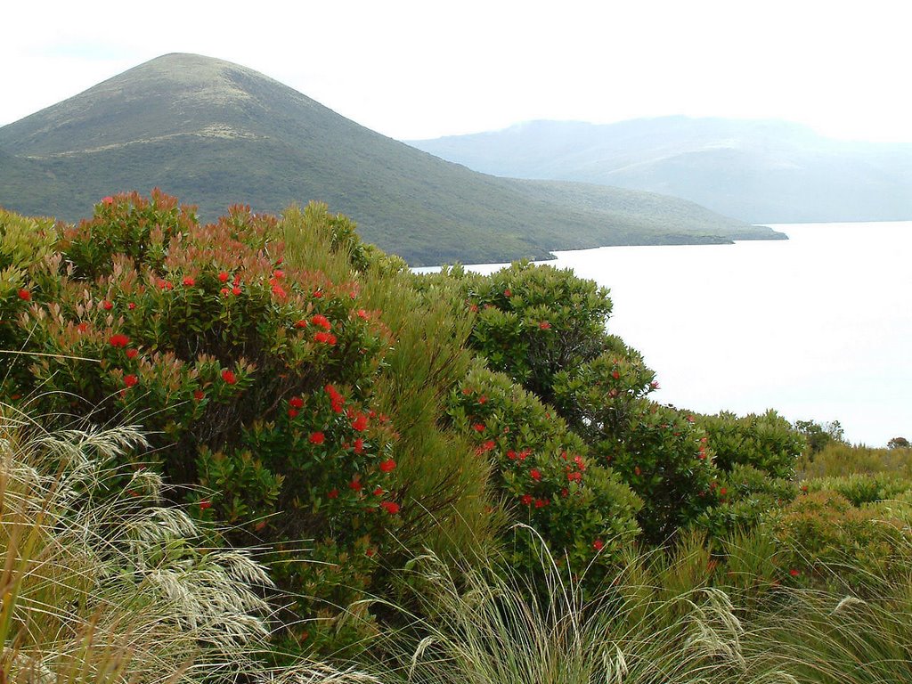 Auckland Island (New Zealand), Erebus Cove, Rata Forest by Graham Martin