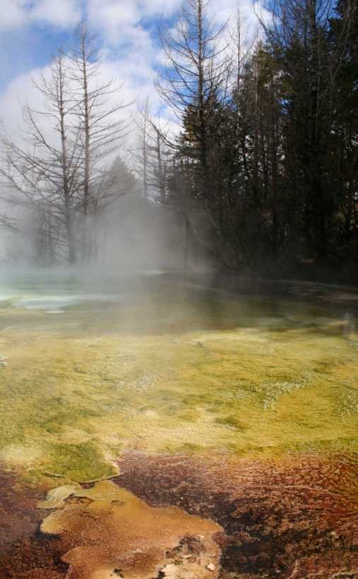 Mammoth Hot Springs, Yellowstone National Park, Wyoming -- 5 October 2005 by Damon Klein