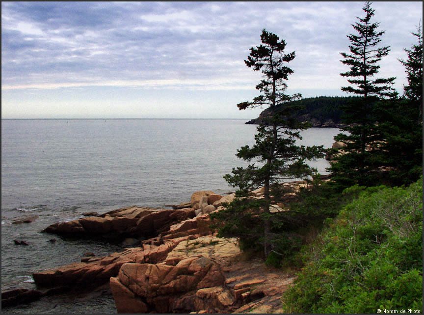 Acadia Coastal Pines by Rein Nomm