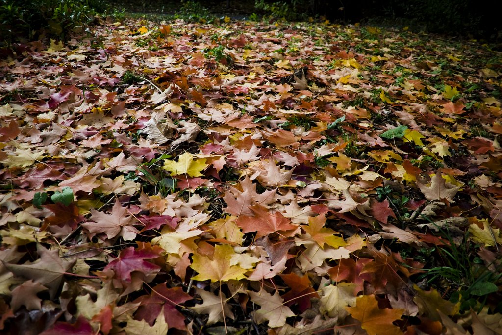 Assignment 3b-Autumn-68—Fallen Leaves by ©Toodleberry