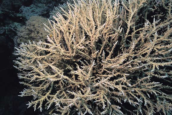 Acropora fenneri. Philippines. Compact thicket on a very sheltered reef flat. Photograph: Charlie Veron. by Corals of the World