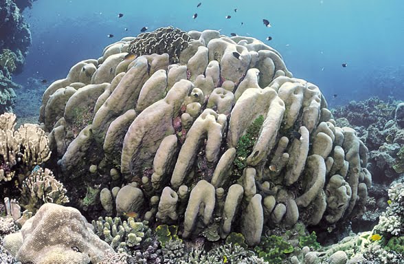 Pavona duerdeni. Solomon Islands. Large colonies are often beautifully sculptured. Photograph: Jim Maragos. by Corals of the World