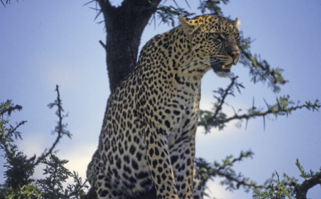 Leopardo MASAI MARA by robertopistolesi