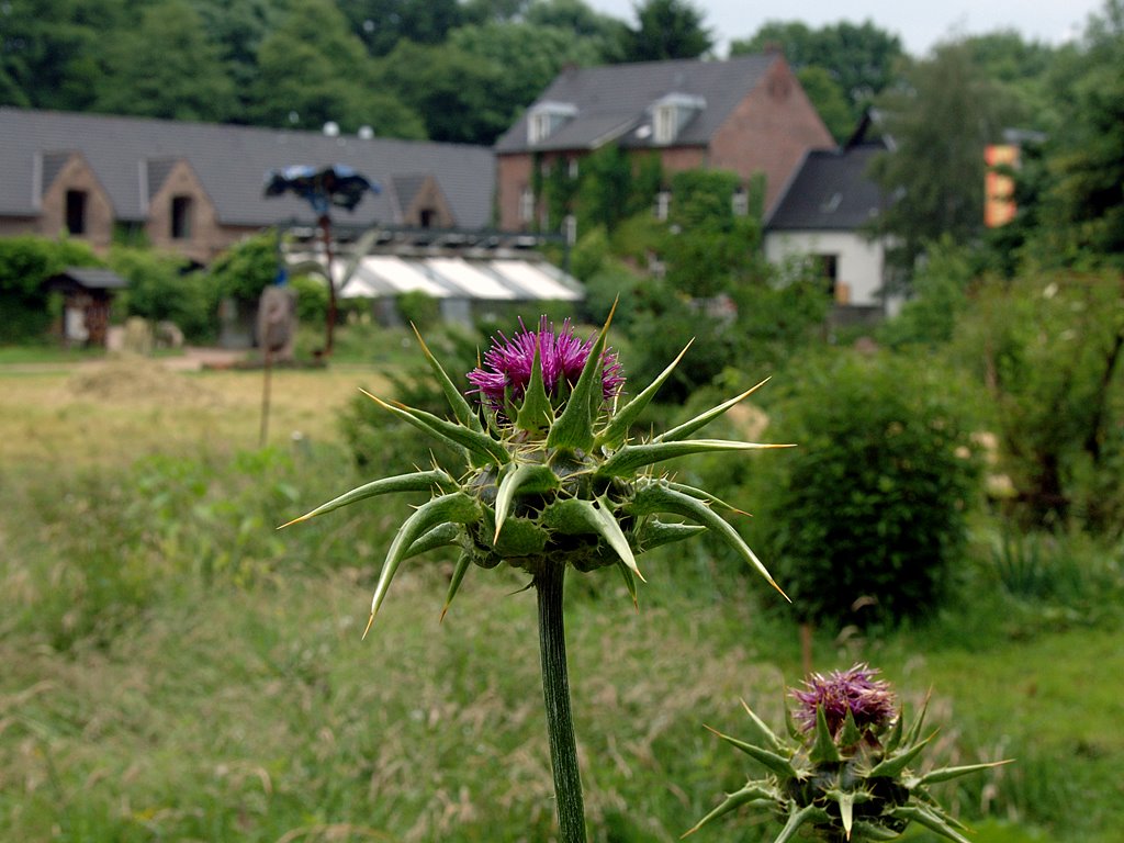 Mariendistel auf Gut Ophoven by Holger Uwe Schmitt